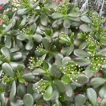 꽃피는 염좌 실내공기정화식물 반려식물 플랜테리어 온누리꽃농원