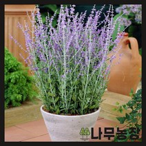 (나무농장) 러시안세이지 실버리블루 P9 포트