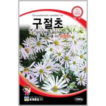 헬프팜 구절초 1000립 꽃씨 세계종묘 씨앗 종자