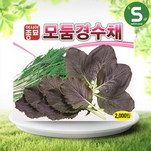솔림텃밭몰 모둠경수채씨앗 2000립 모듬경수채씨앗 경수채씨앗, 단품