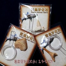 이색수집품 메갈로돈 상어이빨 화석 모형, 돋보기가 달린 상어 이빨 1개