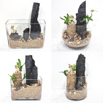 숯부작 DIY 대형 6종 식물인테리어 유리화병 홈가드닝 힐링인테리어, 3번