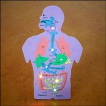 현mh777_학습준비물 과학조립장난감 LED인체내부구조 키트 음식물이지나가는길만들기 이지나가는♥mh777, ♥brighteous!!