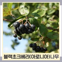 초크베리나무 묘목 아로니아 블랙초크베리 실생6년생 결실주(분) 1개