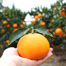 타이벡 제주 감귤 당도보장 새콤달콤 설날과일 선물세트, L-2L (대과) 5kg