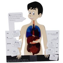 인체 몸속 장기기관 맞추기 5인 세트 영재과학 수업용 학교 돌봄교실 체험