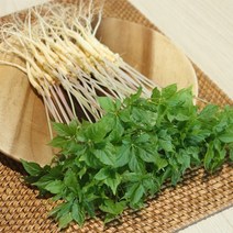 전남 무안 수경재배 새싹삼 대 50뿌리, 없음