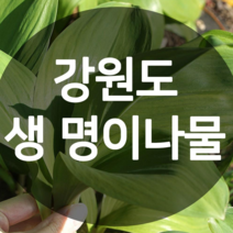 2023 강원도 평창산 생 명이나물 (산마늘 / 첫순) 1kg, 1개