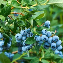 블루베리 2년생 포트 / 저지 (Jersey) 아파트 베란다용 또는 온실용 / 안토시아닌 듬뿍, 1개