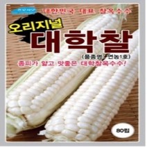 AR 오리지널 맛좋은 대학찰옥수수 씨앗 80립
