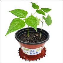 씨앗이 싹트는 조건과 강낭콩의 한살이 (4개세트) _ 2023895EA, 쿠팡 본상품선택