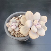 꽃다리 아메치스 31 다육식물 다육이 아이만배송