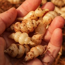 우주리테일 고흥에서 해풍맞고 자란 골뱅이형 생 초석잠 장아찌용 소 중 대형 1kg 산지직송 비세척, 골뱅이형생초석잠1kg중대형