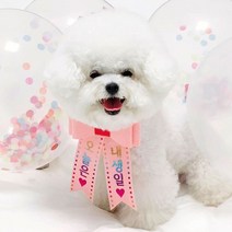 핑크캔디 강아지 고양이 리본화환 생일파티 강아지화환, 리본화환(컬러밴드)_민트(레인보우)