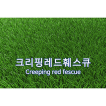 양잔디 씨앗 크리핑레드훼스큐 1kg 약12평 법면녹화 경사면녹화 잔디씨