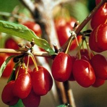 목하원예조경 산수유나무 묘목 (1년생특묘), 1개