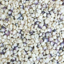 자연나라닷컴 찰옥수수쌀 4kg 찰옥수수 옥수수파는곳 말린옥수수 마른옥수수 국내산 기타곡류