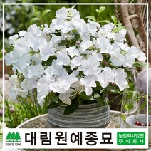 [대림원예종묘] 수국 갈랜드수국 런어웨이 2리터화분, 수국(런어웨이 브라이드) 2리터화분