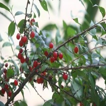 Mallow_쇼핑_이스라지 3년생 H0.6-0.8 (산앵두) 정원가꾸기 조경용묘목 꽃나무 용 수@8688@!^^, #현명한구매#