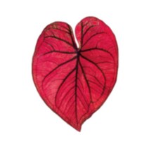 식물 소켓 접이식 그립 Tok Pretty Leaf 아크릴 전화 홀더 아이폰 13 범용 스마트 폰 그립 토크 브래킷 손, L-1, L-1