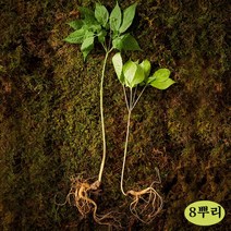 야생 산양삼 강원도 자연산 산양산삼 선물세트 장뇌산삼 산양산삼주 먹는법 가격 국내산 정품 효능 추석 명절 부모님, 1박스, 8뿌리
