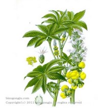 피마자 오일 (castor oil), 1L