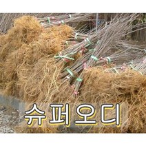 슈퍼왕오디(뽕)나무 접목1년특묘 나무 묘목