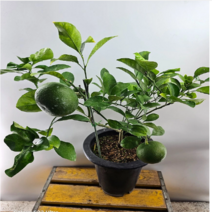 오리지날왕레몬( 한목대) 높이 40~50cm, 1개