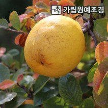 모과 모과나무 유실수 정원수 가림원예조경, 대실모과 결실주