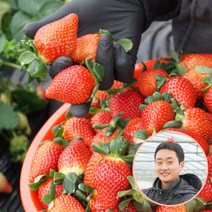 [산지직송] 청년농부가 담양에서 키운 담양딸기 죽향딸기 /, 죽향딸기 24구 (대특 사이즈), 1개