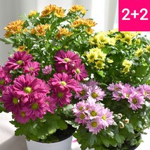 [2+2]국화(소) 화분 소국 다년초 야생화 가을꽃 가을국화 모종, 국화(소/2+2/색상랜덤)