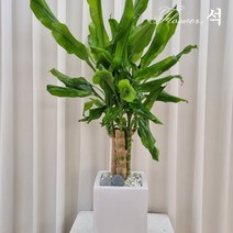 플라워석 황금죽 세라믹 원형 사각 화분 공기정화식물 키우기 쉬운 반려식물 축하 개업 선물 추천