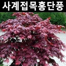 사계접목홍단풍(블러드굿) 접목2년(뿌리) 1개/나무 묘목/활엽수/정원용