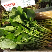 안산팜 사계절 아삭아삭 맛있는 열무 GAP 저탄소 인증, 1개, 열무 4kg