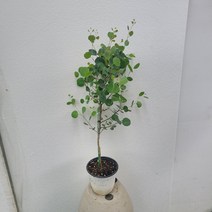 실내공기정화식물 유칼립투스폴리안 중품 40cm-60cm 125