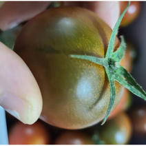 흑토마토 쿠마토 2kg 5kg 스윗마토 찰토마토 스테비아 검정 검은 흑 흙 토마토 블랙푸드, 1개