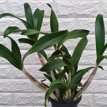 노랑색꽃 대명석곡65