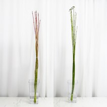 [로즈온리] 말채 한단 (색상선택) 생화택배, 02 레드