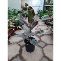 루비수채화고무나무/중품/높이52센치정도