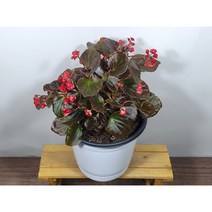 [나랑너랑꽃]베고니아 - 셈퍼플로렌스 더블릿 레드 (15cm 포트 팝콘)