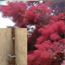 (D소망)자엽안개나무(로얄퍼플) 삽목3년생 1그루