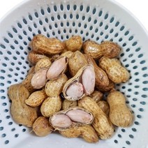 [수확중] 국내산 피땅콩 흙땅콩 생땅콩 껍질땅콩, 1kg