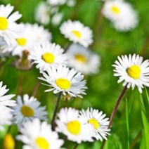 에센셜오일 카모마일로먼(3%희석) Chamomile Roman E.O, [ 1L ]