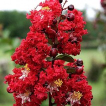 배롱나무(다이너마이트)삽목1년(5주묶음)묘목/c2373, 1개