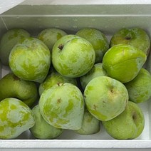 켈시자두 1-2kg(상) 영천 고당도 햇 청자두, 2kg상(24-30과내외)