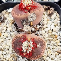 리톱스 아우캠피에 다육이 키우기 분홍 탈피다유기240