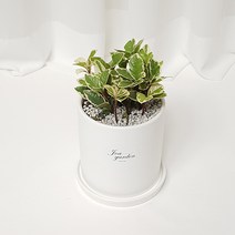 인테리어화분&공기정화 식물, 10.무늬산호수, 1개