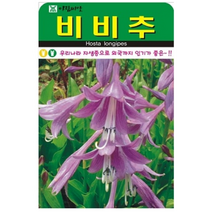 비비추우리나라 자생종으로 외국까지 인기가 좋은 20립