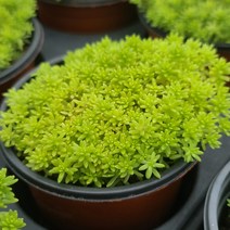 [소소한다육] 황금세덤 바위솔 다육식물, 1개