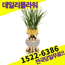 금침 동양란 서양란 동양난 서양난 배송 승진축하 고급 난배달 당일 배송